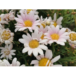 KTV如何处理醉酒的客人