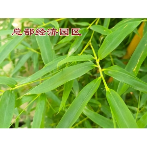 供应链公司选择在河南税收优惠园区里注册有什么好处